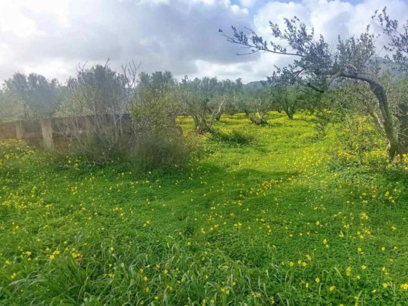 Platanos Kreta, Platanos Ein Grundstück mit Charakter und Geschichte Grundstück kaufen